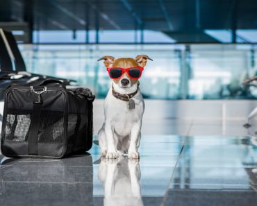 Características de uma passagem aérea com animal de estimação